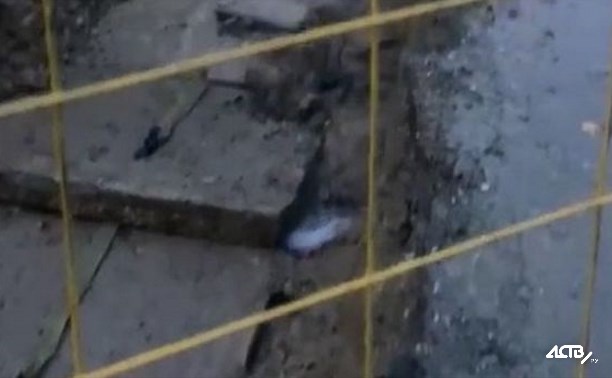 Трубу прорвало во дворе на улице Комсомольской в Южно-Сахалинске