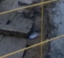 Трубу прорвало во дворе на улице Комсомольской в Южно-Сахалинске