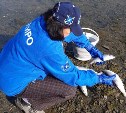 Объёмы вылова сельди у берегов Сахалина могут побить рекорд столетия