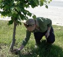 Больные ясени на улице Ленина в Южно-Сахалинске придется убрать