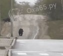 Видео с детьми, гуляющими рядом с медведями на Сахалине, набирает популярность 