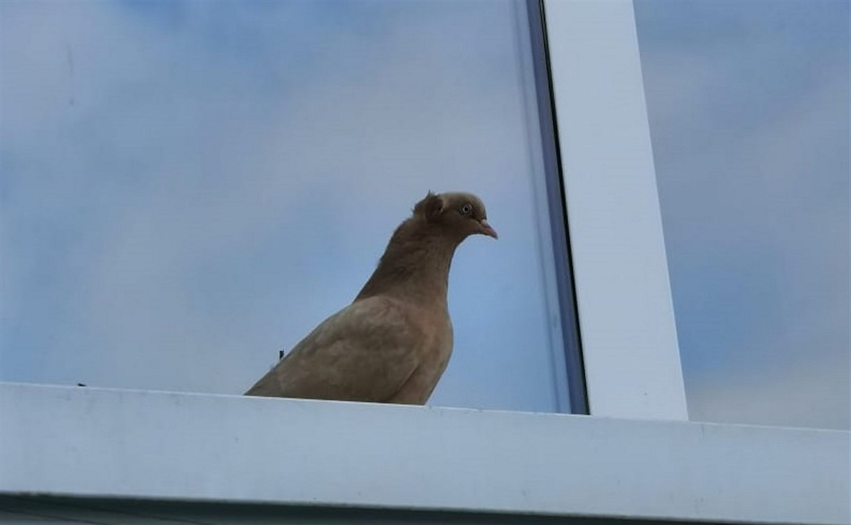 Хозяина красивого рыжего голубя разыскивают в Южно-Сахалинске