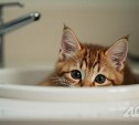 Несколько улиц в Невельске в четверг останутся без воды