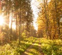 Заморозки близко: температура опустилась до 0 градусов в Южно-Сахалинске