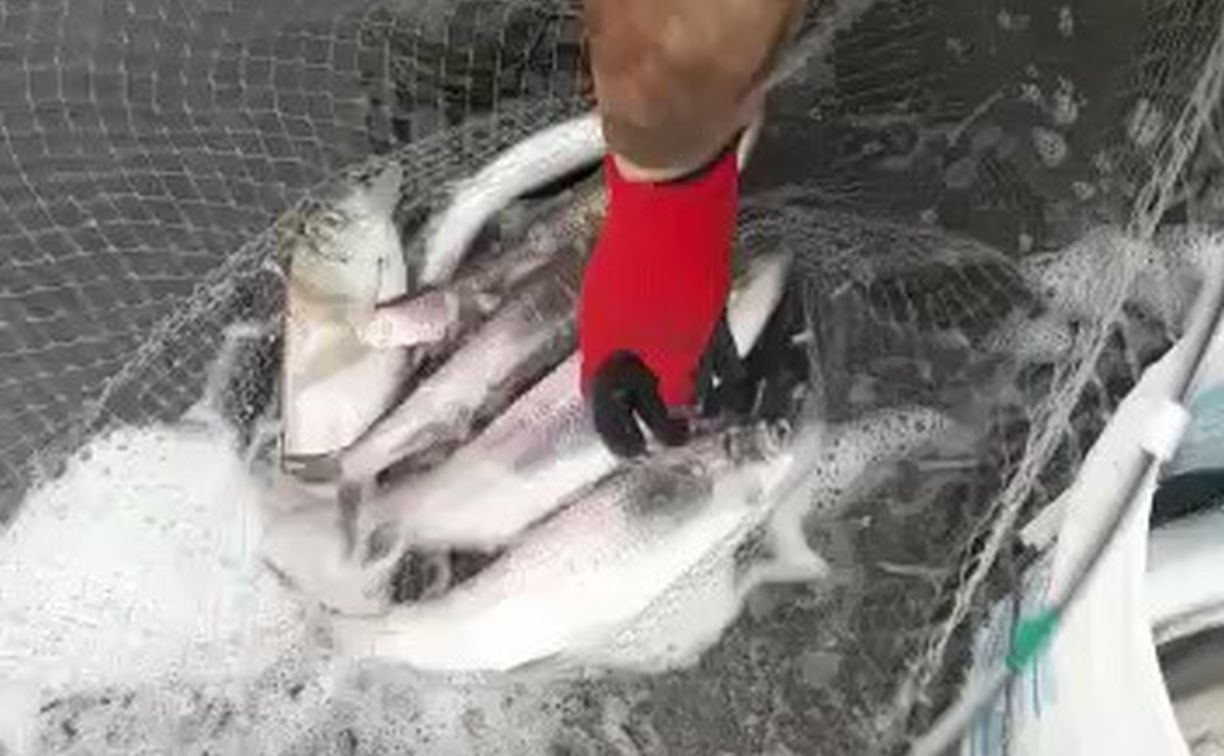 Сельдь размером с лосося атаковала побережье Сахалина