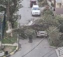 В Южно-Сахалинске огромное дерево рухнуло прямо на внедорожник