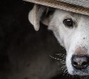 Историю о девочке, пережившей метель на Сахалине в будке с собакой, рассказали во всем мире