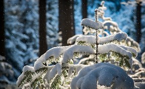 Общество
