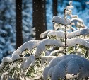 Снежно и пасмурно: погода для Сахалинской области на 2 февраля