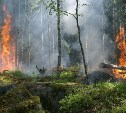 Лес загорелся сразу в двух районах Сахалина – на месте работают пожарные и парашютисты