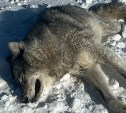 Лесничие проверяют информацию о мёртвом волке, найденном туристами на Сахалине
