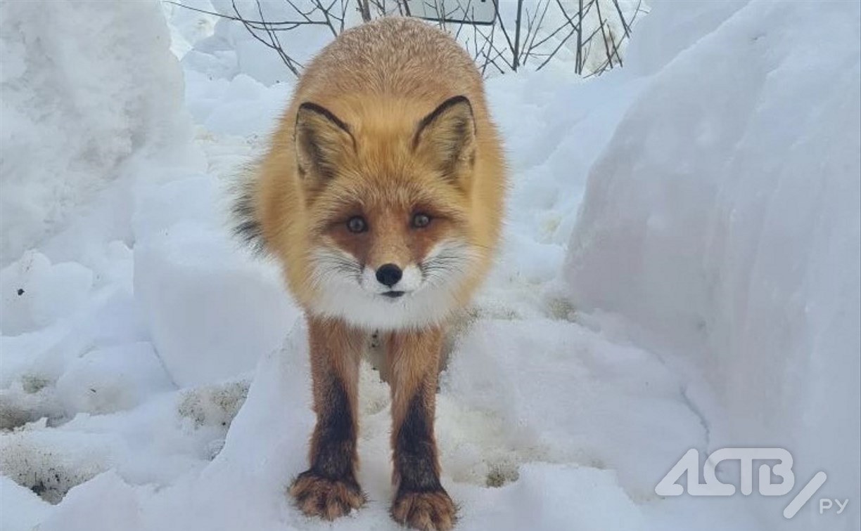 На Сахалине из леса вышла "сказочная" лиса