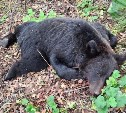 В районе Оленьей горки ликвидировали медведя, выходившего к жилым домам