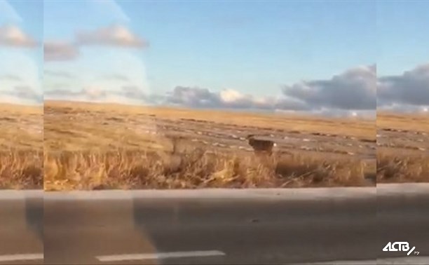 Пятнистый олень сбежал с фермы в Анивском районе