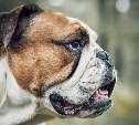 Законопроект о запрете детям выгуливать опасных собак прошел первое чтение