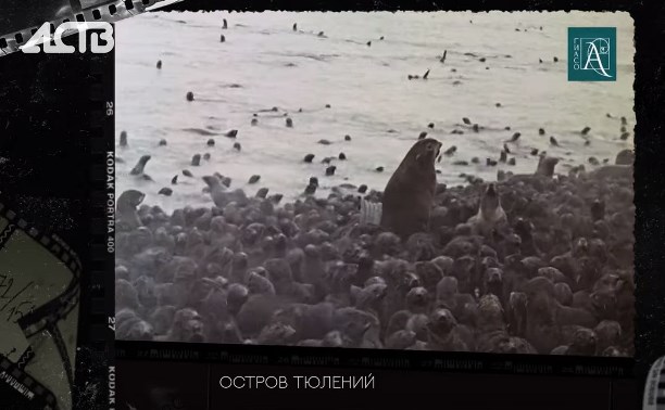 Детсад морских котиков на острове Тюлений: архивные кадры 1975 года