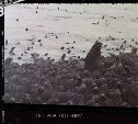 Детсад морских котиков на острове Тюлений: архивные кадры 1975 года