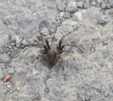 Жителей Южно-Сахалинска напугал крупный паук, разгуливающий по улицам города 