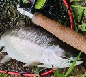 Любительское рыболовство на Сахалине отдают в ведение федералов 