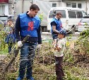 Двор в Южно-Сахалинске общими силами очистили от тополей