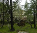 Более полутора тысяч деревьев пострадали в Южно-Сахалинске во время циклона