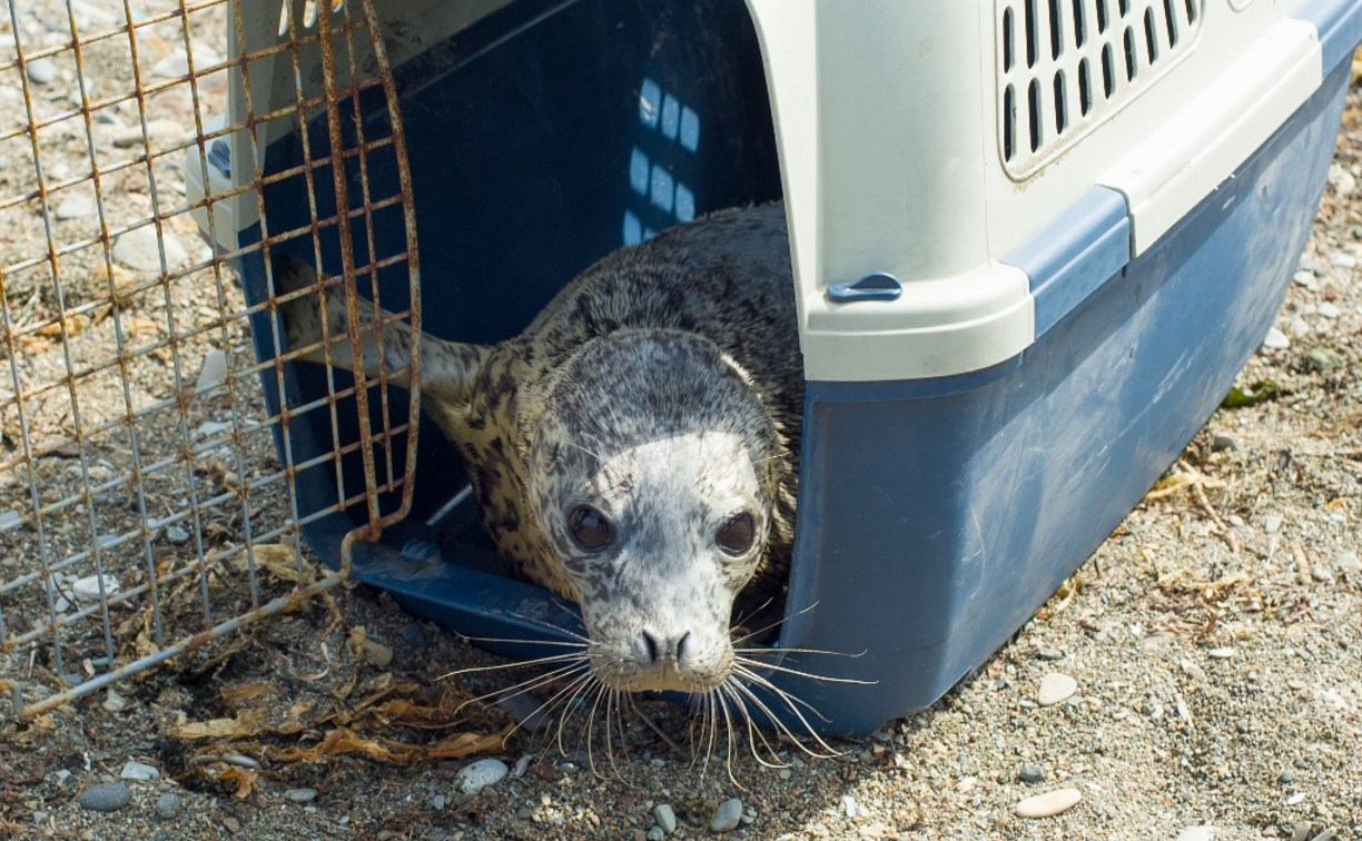 Спасенного в Холмском районе тюлененка выпустили в море