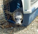 Спасенного в Холмском районе тюлененка выпустили в море