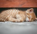 В Госдуме предложили законодательно закрепить "короткую пятницу"