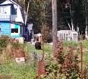 Вёл себя как хозяин: в сети появилось видео медведя, застреленного в Яблочном