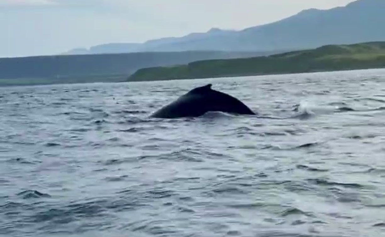 Артистичных китов сняли на видео у берегов Курил