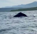Артистичных китов сняли на видео у берегов Курил