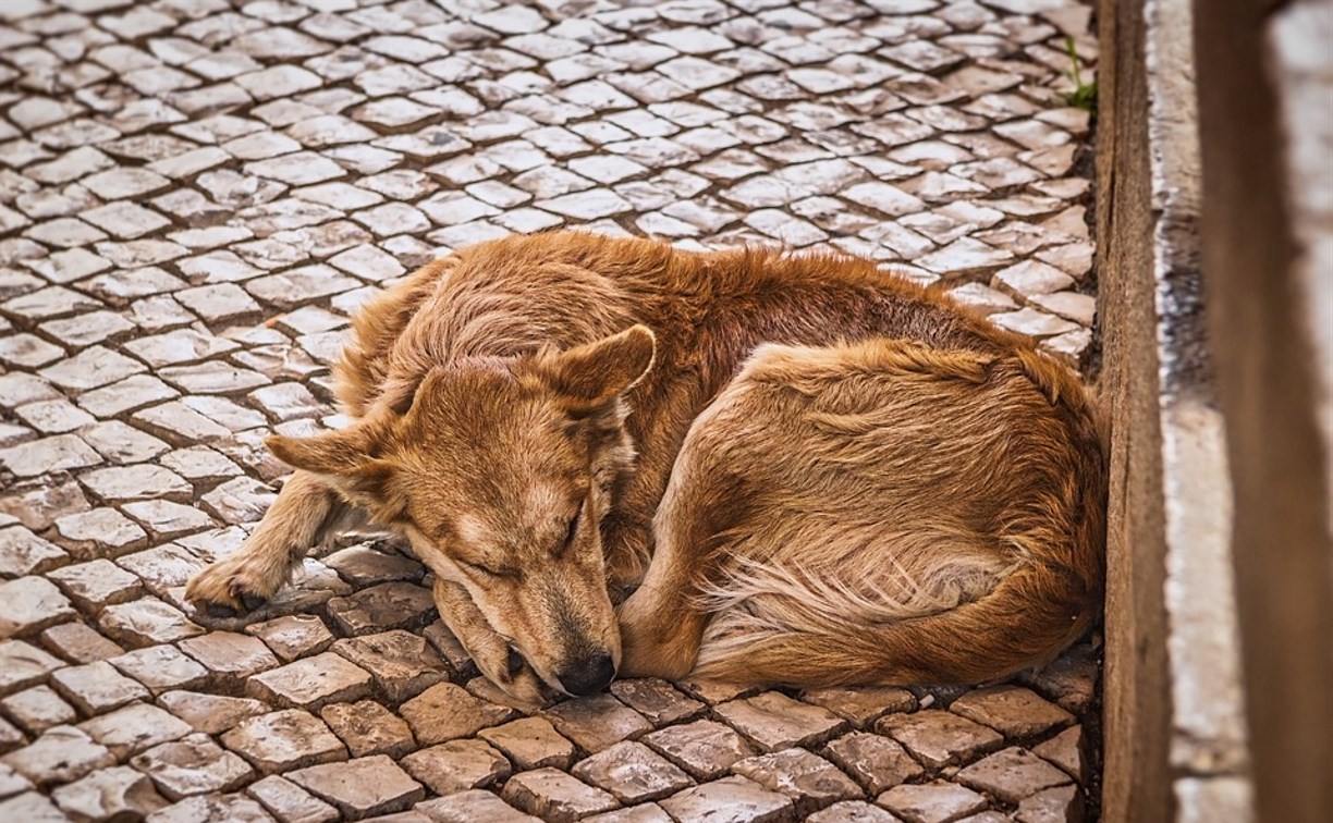 Жители Холмска обвиняют отловщиков животных в убийстве собак