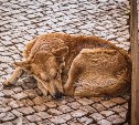 Жители Холмска обвиняют отловщиков животных в убийстве собак