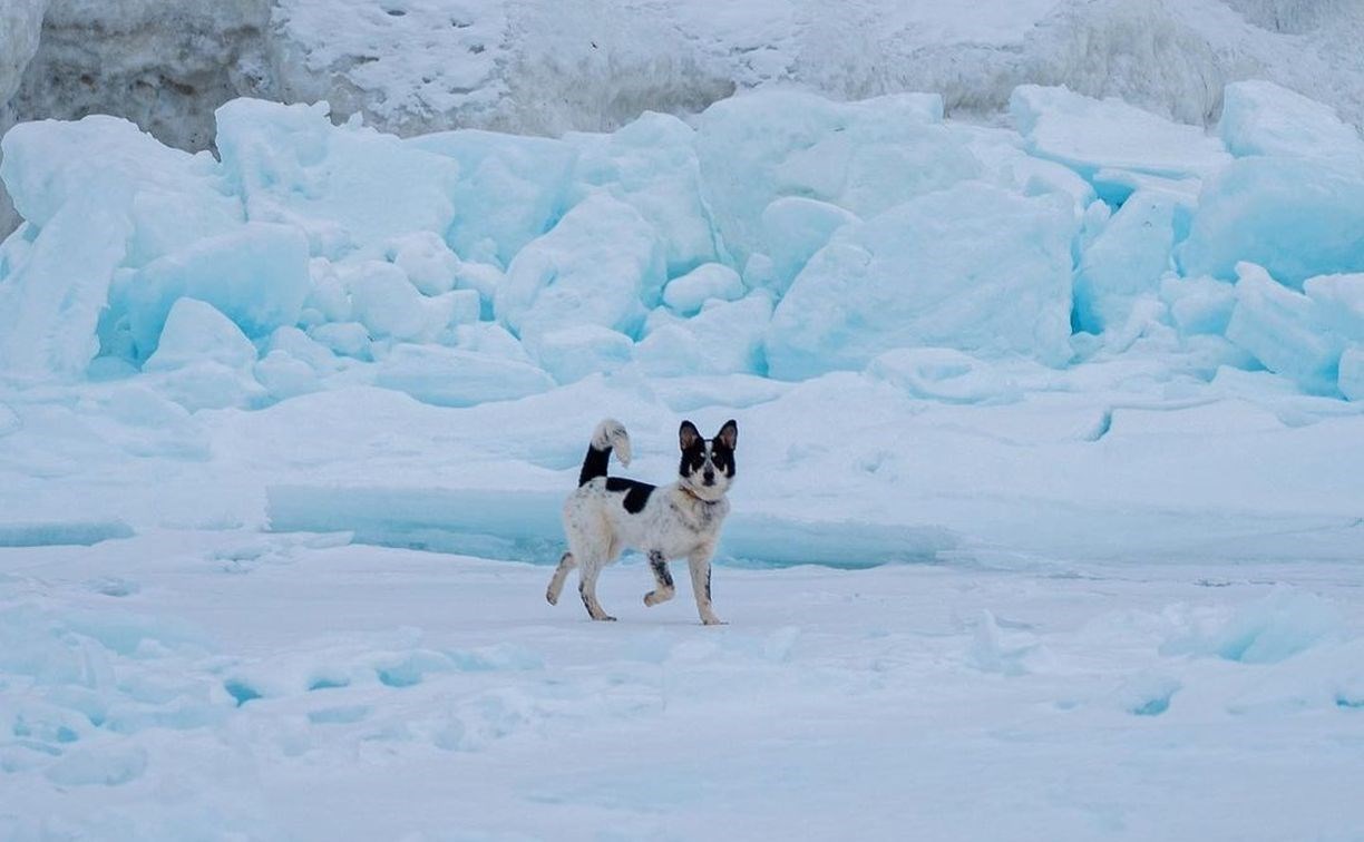 История спасения щенка-беспризорника на Сахалине собрала 100 тысяч просмотров в Instagram