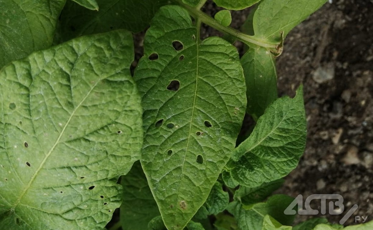 Незнакомый паразит жрёт картофельные посадки огородников в  Южно-Сахалинске