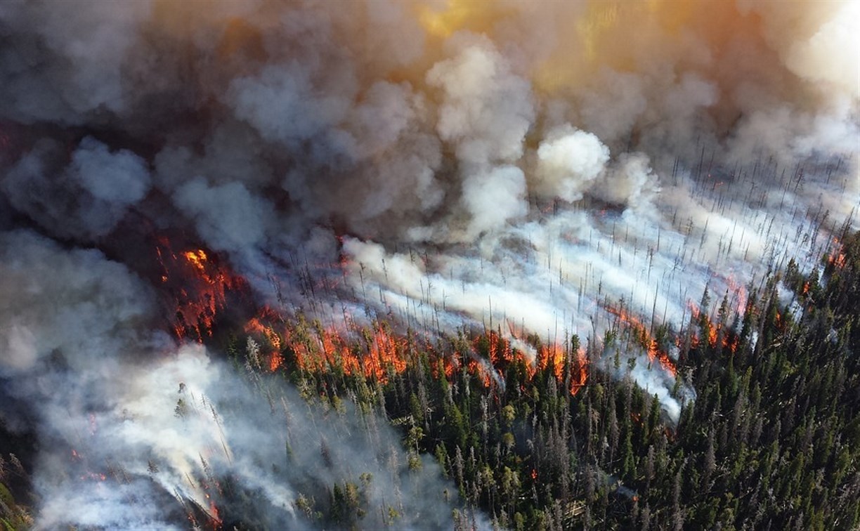 С начала года на Сахалине потушили 15 лесных пожаров