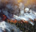 С начала года на Сахалине потушили 15 лесных пожаров