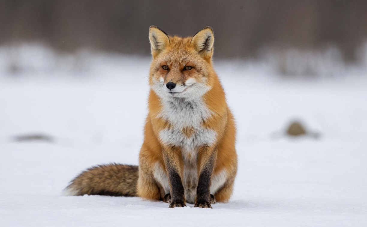 Снегопады и сильный ветер: прогноз погоды для Сахалина и Курил на 15 января