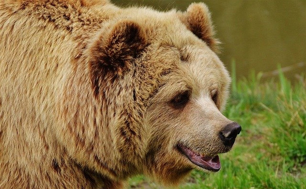 Медведя, напавшего на двух коров, отстрелили в Томаринском районе