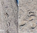 Охинцы обнаружили свежие следы медведей, ведущие в село Тунгор