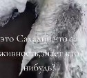 "Что это за монстр?": неопознанное животное выбросило из моря на берег Сахалина