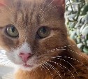 Спасенный сахалинскими зоозащитниками кот отъел бока и завёл Instagram