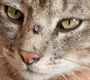 Кота с пулей в голове нашли в Южно-Курильске