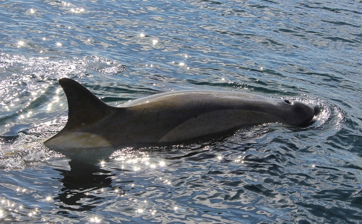 На Сахалине назначили дату рассмотрения дела о «китовой тюрьме»