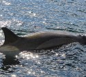 На Сахалине назначили дату рассмотрения дела о «китовой тюрьме»