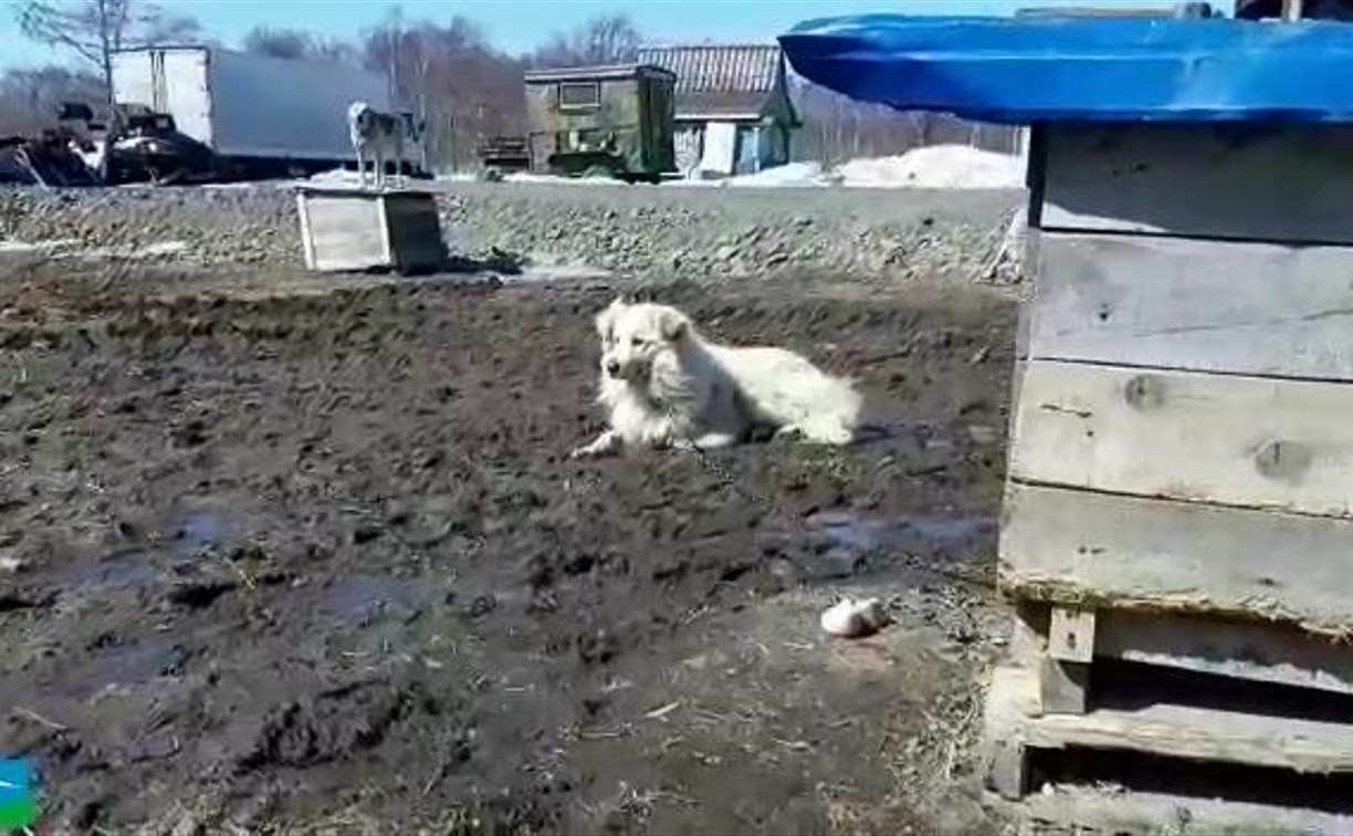 Бродячие собаки стали домашними и теперь охраняют поля фермера в Таранае