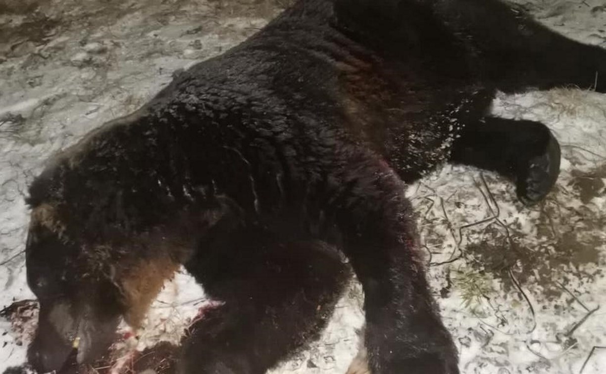 На Кунашире отстрелили медведя, задавившего собаку