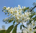 До +17 °C в центре и дождь на севере: погода в Сахалинской области 17 мая