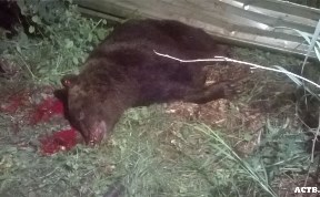 Охотники застрелили медведя, разорившего пасеку в Корсакове