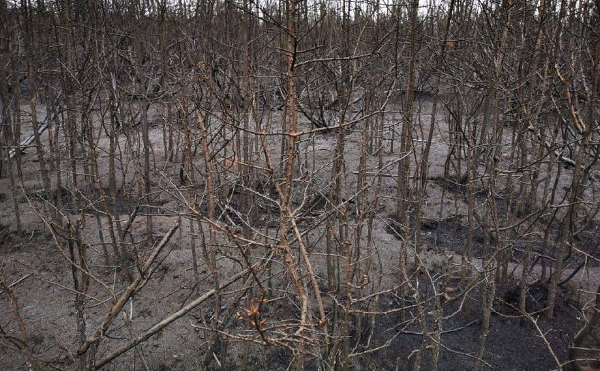 Власти намерены найти виновного в крупном лесном пожаре на Сахалине